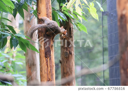 Japanese squirrel collecting nest materials 67786816