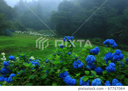 Hydrangea terraced rice fields 67787064