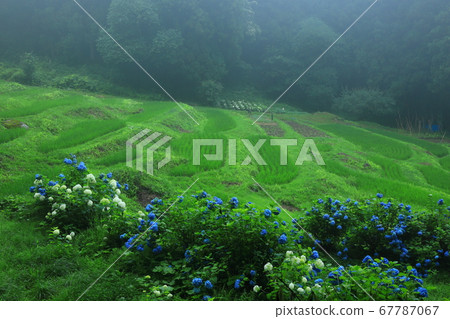 Hydrangea terraced rice fields 67787067