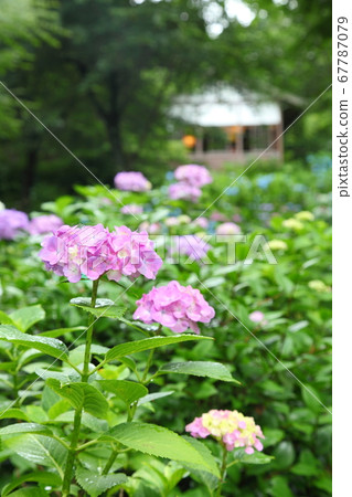 Sanzenin繡球花 67787079