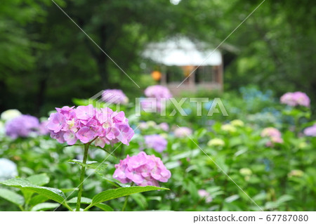 Sanzenin繡球花 67787080