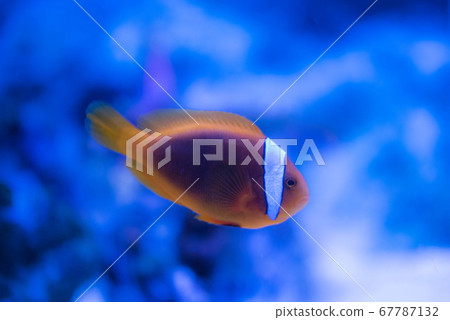 水族館很有趣 水族館很有趣 67787132