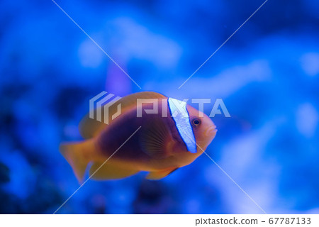 水族館很有趣 水族館很有趣 67787133