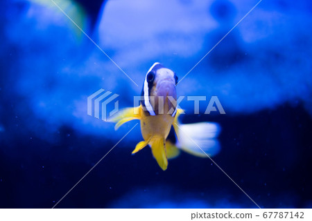 Aquarium is fun 67787142
