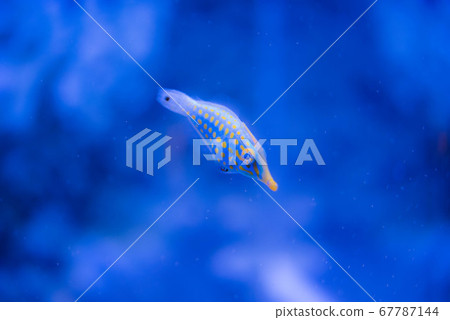 水族館很有趣 水族館很有趣 67787144