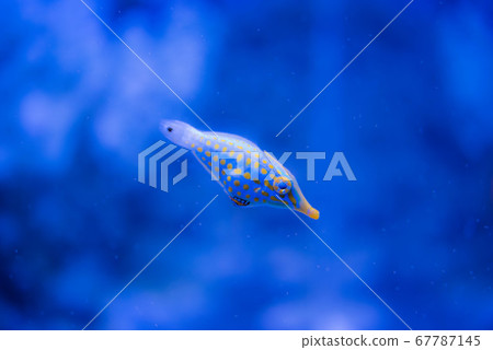 水族館很有趣 水族館很有趣 67787145