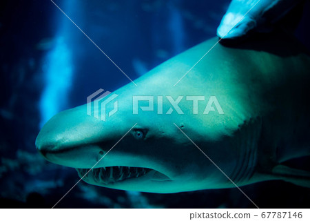 水族館很有趣 水族館很有趣 67787146