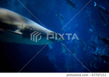 水族館很有趣 67787151