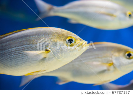 水族館很有趣 67787157