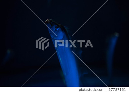 水族館很有趣 水族館很有趣 67787161