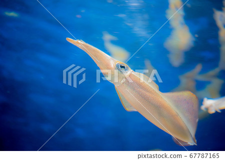 Aquarium is fun Aquarium is fun 67787165