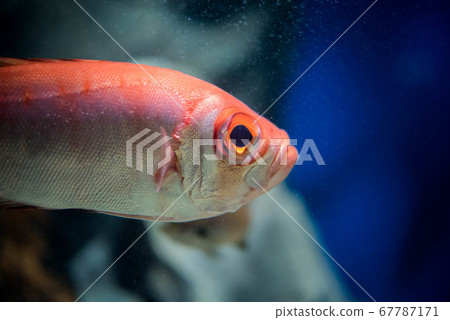 Aquarium is fun Aquarium is fun 67787171