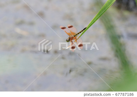 蜻蜓,將蜻蜓擱在一片葉子上的蜻蜓 蜻蜓,將蜻蜓擱在一片葉子上的蜻蜓 67787186