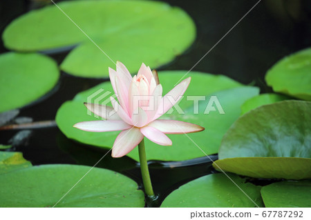 Water lily flowers Water lily flowers 67787292
