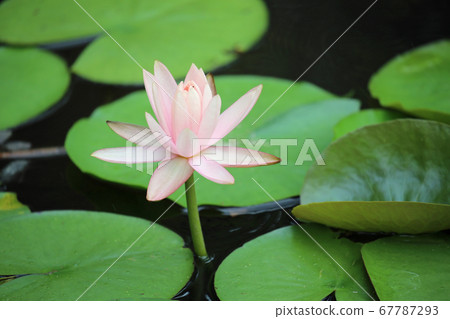 Water lily flowers Water lily flowers 67787293
