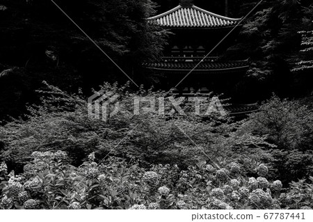[棕褐色]岩峰寺的三塔和繡球花 67787441