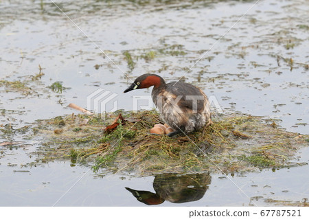 A parent bird holding an egg, a grebe, a waterfowl 67787521