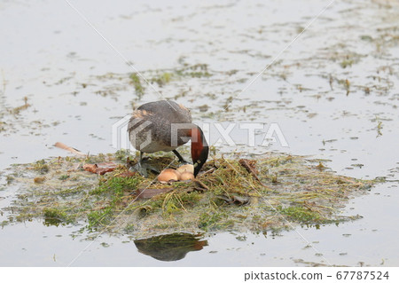 A parent bird holding an egg, a grebe, a waterfowl 67787524