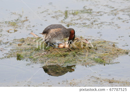 A parent bird holding an egg, a grebe, a waterfowl 67787525