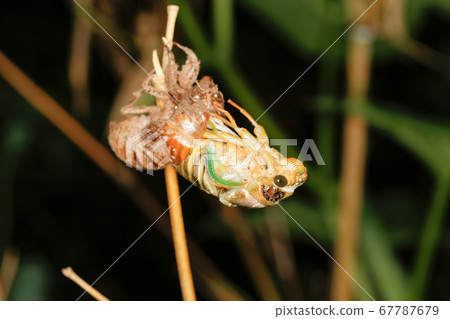 Cicadas emerging 67787679