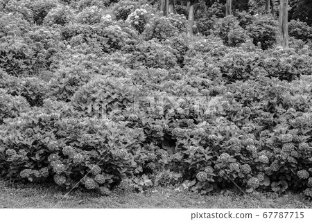 [Sepia] Kazahaya no Sato Hydrangea Festival 67787715