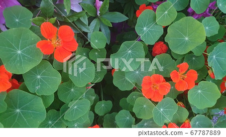 Cute, round red flowers and leaves Cute, round red flowers and leaves 67787889