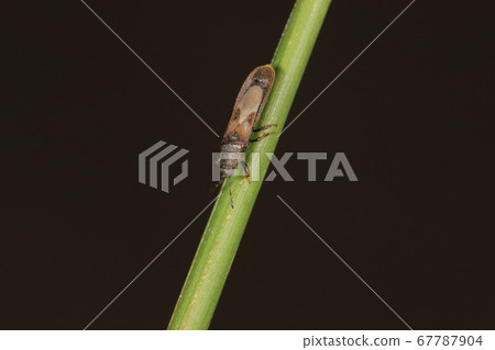 Creatures Insects Babug stink bugs, stink bugs that appear to be long at around 5 mm. As the name implies, the wings are small Creatures Insects Babug stink bugs, stink bugs that appear to be long at around 5 mm. As the name implies, the wings are small 67787904