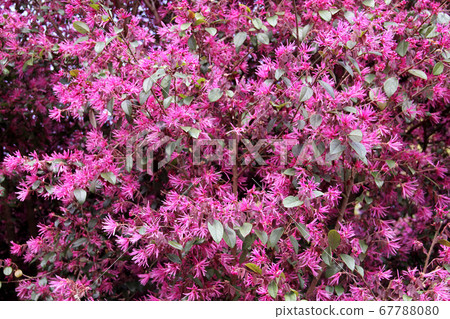 Tokiwamansaku 67788080