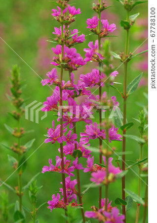 Miso Haigi Flower 67788100