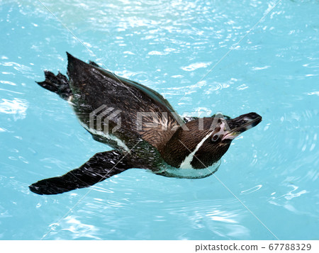 Humbold Penguin swimming Humbold Penguin swimming 67788329