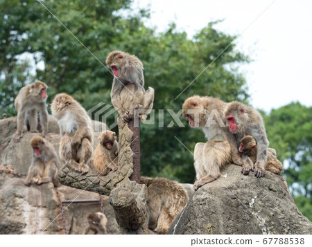 Japanese macaques Japanese macaques 67788538