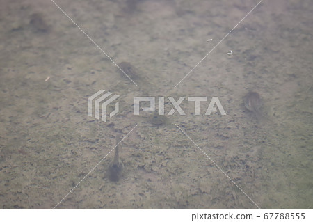 Tadpole on the foot of rice field Tadpole on the foot of rice field 67788555