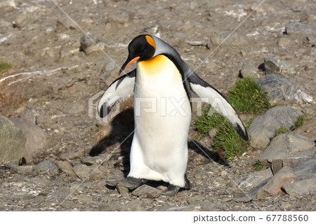King Penguin (South Georgia) King Penguin (South Georgia) 67788560