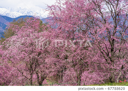 [Nagano Prefecture] Ogawa-mura Bansho Sakurayama and the Northern Alps 67788620