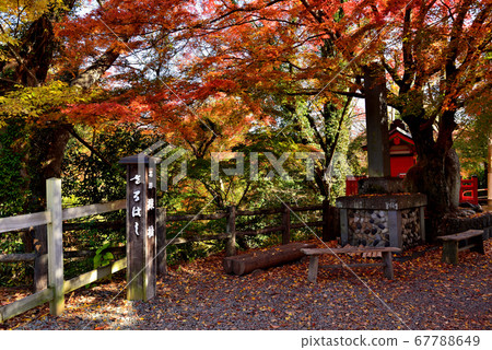 Kai no Saruhashi autumn leaves Kai no Saruhashi autumn leaves 67788649