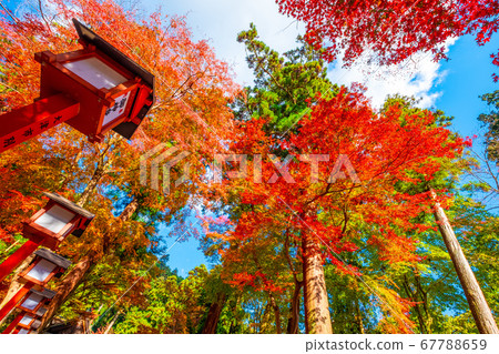 Autumn leaves of Hiyoshi Taisha 67788659