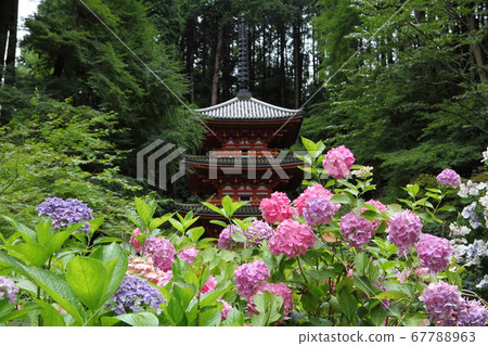 Iwane Shrine的繡球花 Iwane Shrine的繡球花 67788963