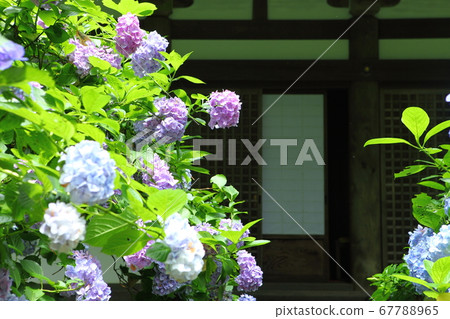 Hydrangea at Iwane Shrine Hydrangea at Iwane Shrine 67788965