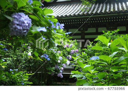 Iwane Shrine的繡球花 Iwane Shrine的繡球花 67788966