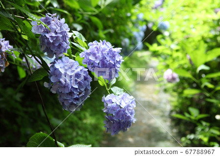 Iwane Shrine的繡球花 Iwane Shrine的繡球花 67788967