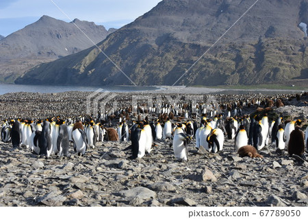企鵝王的雛鳥（南喬治亞島） 67789050