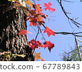 Fall landscape 67789843