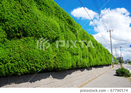 Wild hedge fence Wild hedge fence 67790574