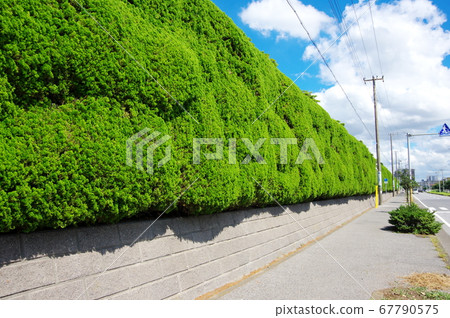 Wild hedge fence 67790575