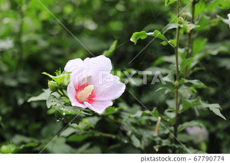 Beautiful rose of sharon Beautiful rose of sharon 67790774
