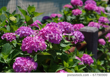 深粉色繡球花 67790900