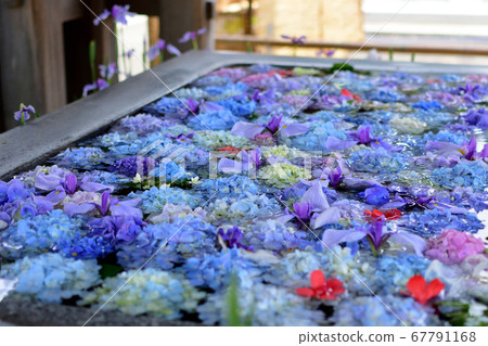 宮城神社的花水 宮城神社的花水 67791168