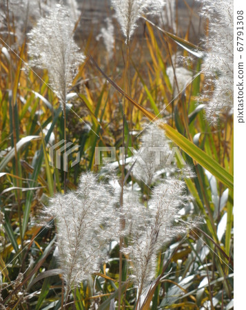 芒草 67791308