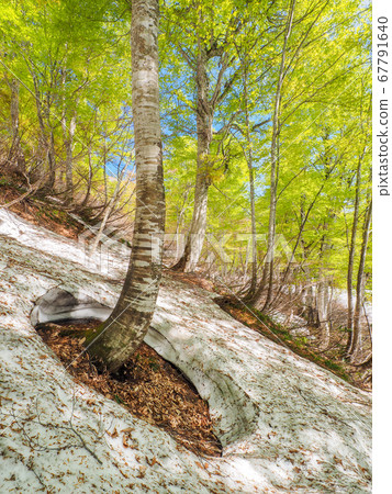 Opening of beech root 67791640