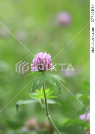 Red clover (red sward) grass flower 67791650